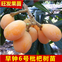 惠州早钟6号枇杷苗