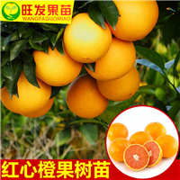 广西橙子苗