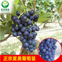 广东夏黑葡萄苗批发