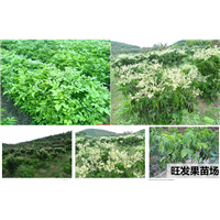 广东无核黄皮苗 