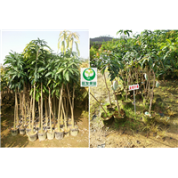 广东金煌芒果苗