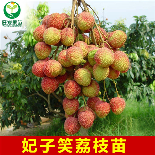 深圳妃子笑荔枝苗