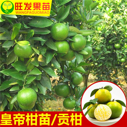 广州皇帝柑苗