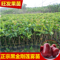 广西黑金刚莲雾苗 
