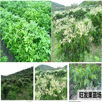 广西无核黄皮苗批发
