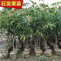 广东桂七芒果苗
