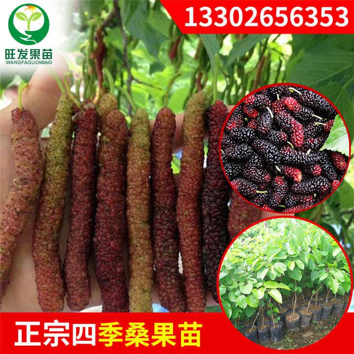 广州长果桑苗 
