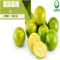广西皇帝柑苗