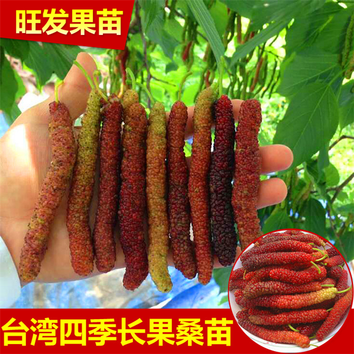 深圳长果桑苗 