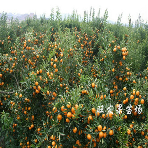 广东茂谷柑苗