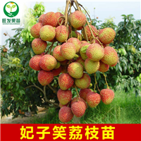 深圳妃子笑荔枝苗