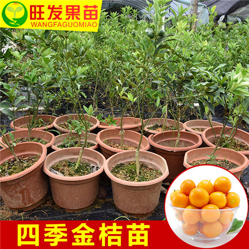 惠州四季金桔苗
