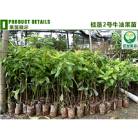 深圳桂垦牛油果苗批发 
