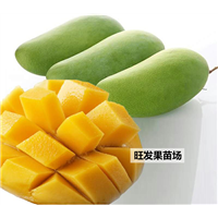 惠州桂七芒果苗