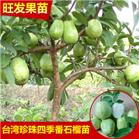 广东番石榴苗 
