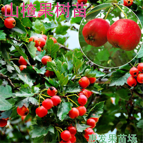 广州山楂苗
