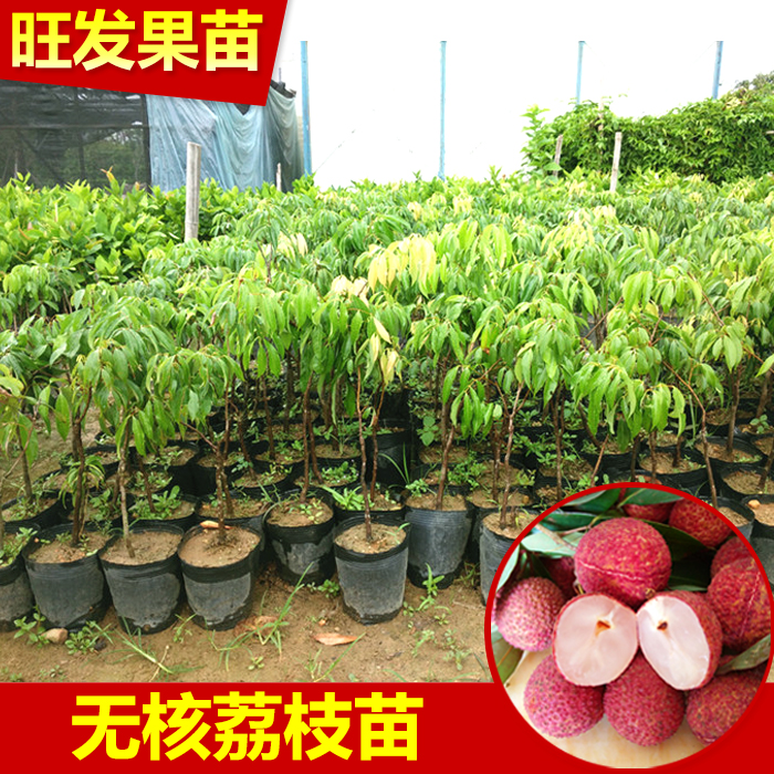 深圳无核荔枝苗 