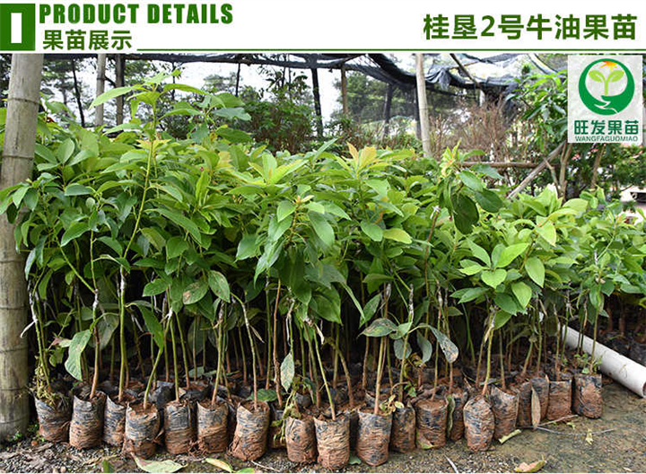 深圳桂垦牛油果苗批发 