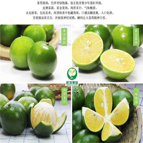 海南皇帝柑苗