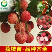 广西糯米糍荔枝苗