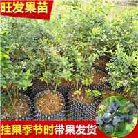 惠州蓝莓苗