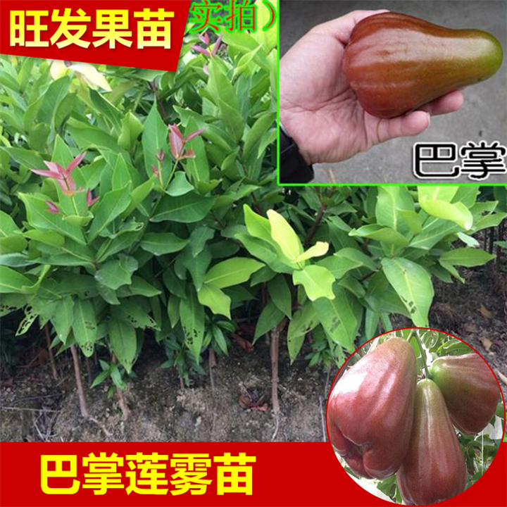 广东香水巴掌莲雾苗