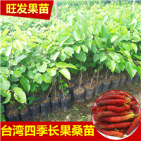 云南台湾长果桑苗 
