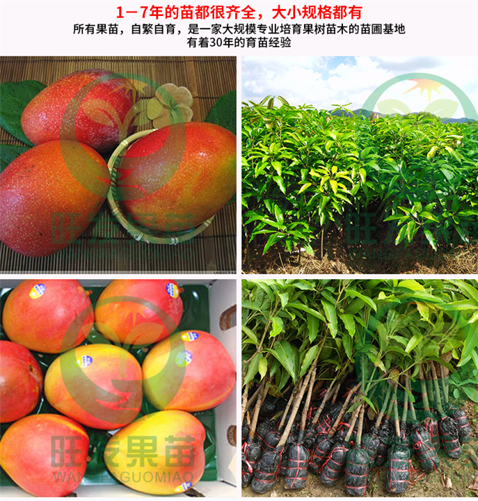 广西澳芒果苗基地