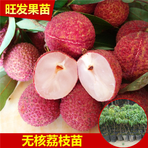云南无核荔枝苗