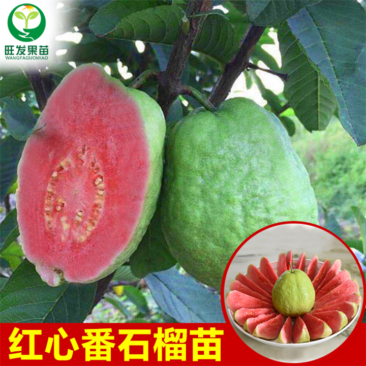 惠州红宝石芭乐苗 
