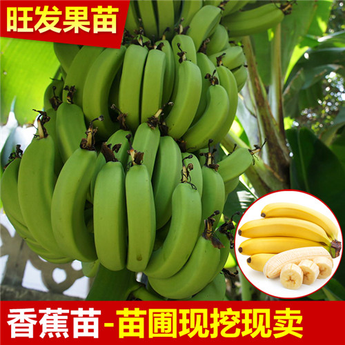 广东香蕉苗价格