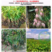广东红贵妃芒果苗