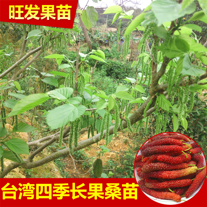 广西台湾长果桑苗 