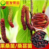 广州台湾长果桑苗 