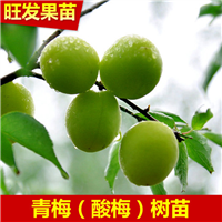 广东青梅苗