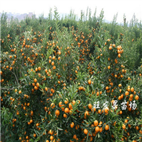 广东茂谷柑苗