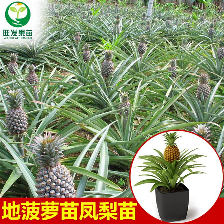 新品种地菠萝（凤梨金钻菠萝） 