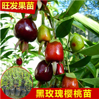 黑玫瑰樱桃苗，广西黑玫瑰樱桃苗