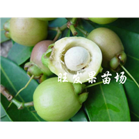 荔浦水蒲桃苗、桂林水蒲桃苗、广西果苗