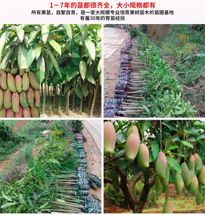 南宁红象牙芒果苗出售，广西芒果袋装苗 