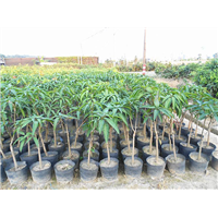南宁四季芒果苗出售/南宁芒果袋装苗/大量果树苗批发 
