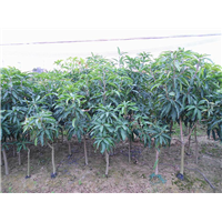 广西芒果苗、 大批量芒果苗、价格优惠 