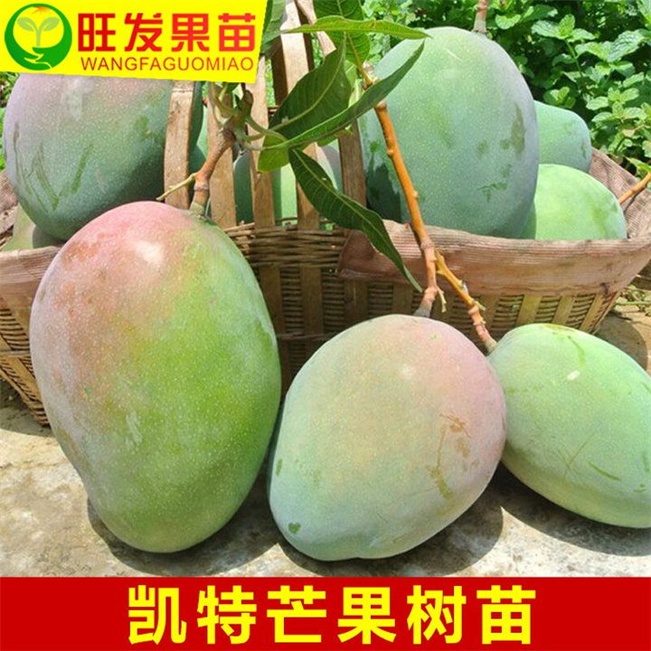 大量现货芒果苗出售、广西芒果苗、广西凯特芒果苗 