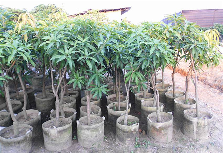 南宁象牙芒果苗培育基地直销、广西果苗场、红象牙芒果苗 
