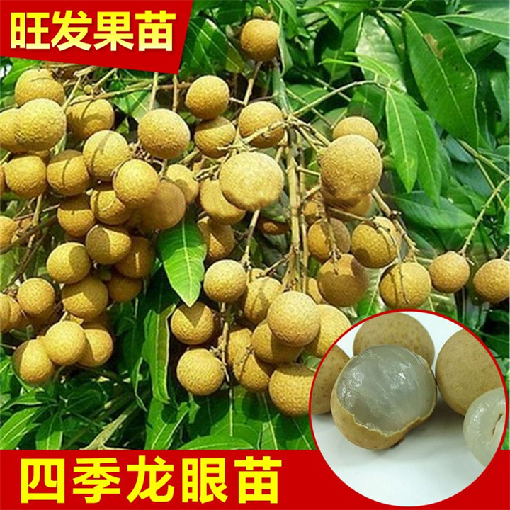 广西果树基地批发 四季龙眼苗果树苗 