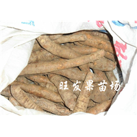 供应牛大力、灵山牛大力苗、钦州牛大力苗 