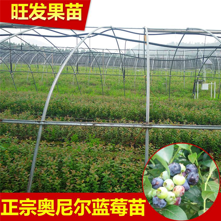 广西蜜斯蒂蓝莓苗、灵山蓝莓苗价格 