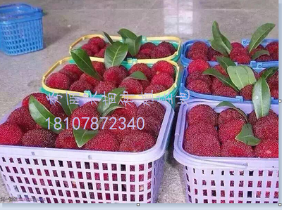 广西杨梅苗 