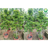 包邮神秘果树苗 变味果苗 梦幻果 四季开花结果盆栽 