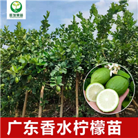 广东香水柠檬苗